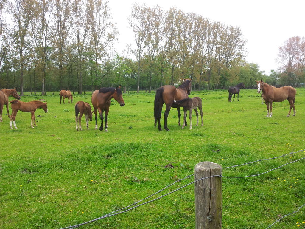 Appartementen Het Oude Atelier Schoorl Bagian luar foto